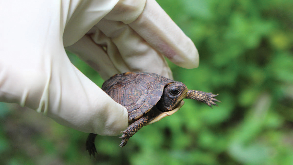 gloved hand holding small box turtle