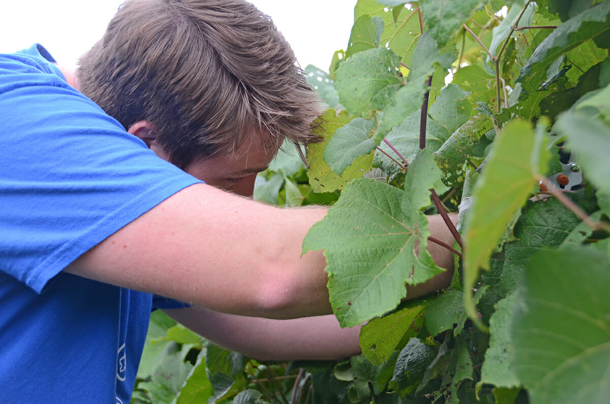 Former MTSU fermentation science student Connor Ball uses pruners to clip off bundles of grapes during the first Grape Harvest Day at Lane Agri-Park in Murfreesboro. Volunteers are invited to help harvest the grapevines from 7 to 11 a.m. Saturday, Aug. 28. Ball lives in Middleton, Wis., and works as a cellar hand for Octopi Brewing. (MTSU file photo by Randy Weiler)