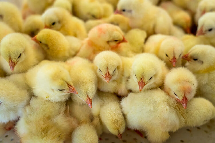 A brood of chicks await selection as part of the Middle Tennessee Junior Market Broiler Program at Middle Tennessee State University. The six-week program teaches area youth about poultry science as they raise chicks for several weeks as part of the program. (MTSU photo by J. Intintoli)