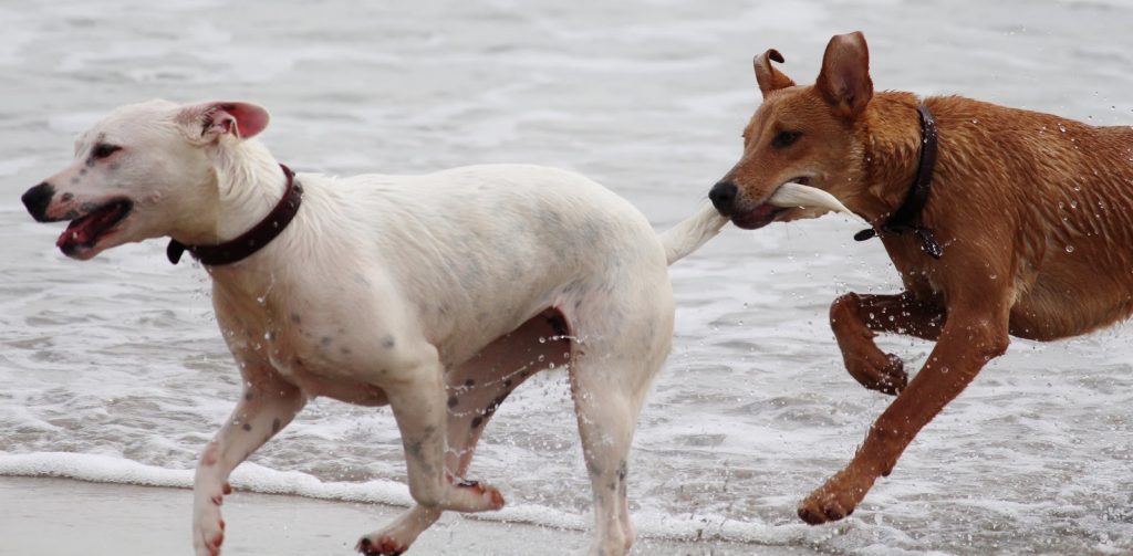a white and brown dog play in the ocean 