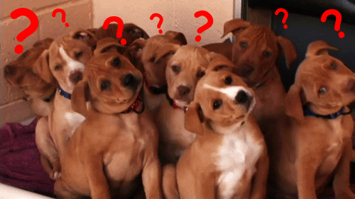 puppies tilt head with questions marks over their head