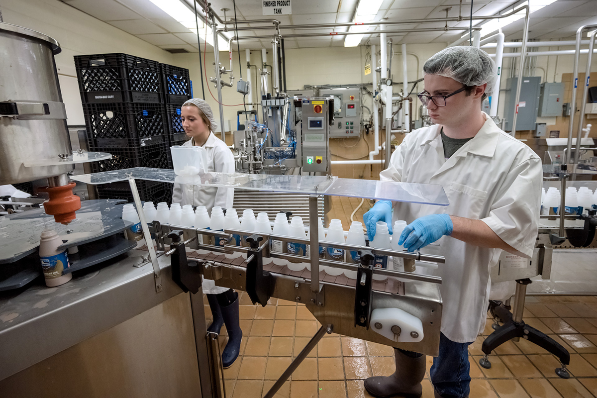 With new MTSU Creamery chocolate milk labels on new round bottles, student workers Erin Coleman, left, and Scott Ayers load bottles to be filled. The Creamery just unveiled a new labeler. (MTSU photo by J. Intintoli)