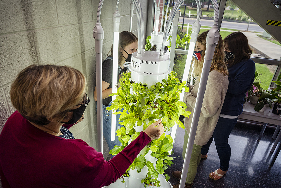 MTSU dietetics students take care of salad greens and herbs growing in two innovative soil-free towers in the lobby of the Elllington Human Sciences Building. From left, Teresa Wilberscheid, Montana Tomsett, Maegan Harris, and Beth Heise. (MTSU photo by Andy Heidt)