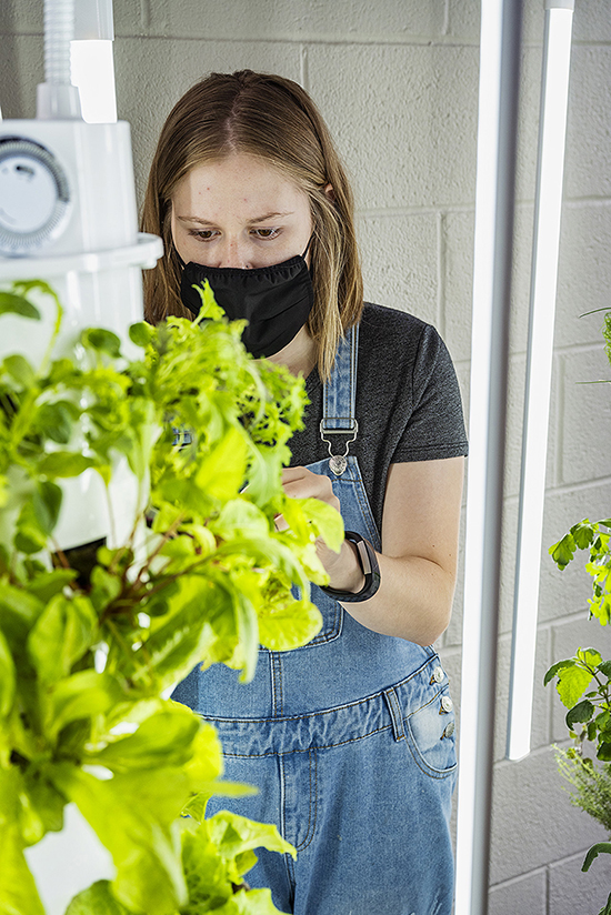 MTSU dietetics student Montana Tomsett tends to greenery she and other students are growing in towers in the lobby of the Ellington Human Sciences Building. They will give the produce to the St. Clair Senior Center in Murfreesboro along with nutrition and cooking information. (MTSU photo by Andy Heidt)