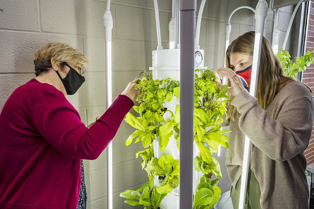 In this file photo from 2020, students Teresa Wilberscheid, left, and Maegan Harris tend to plants they are growing in towers in the lobby of the Ellington Human Sciences Building. They will give the salad greens and herbs to the St. Clair Senior Center along with nutrition information. (MTSU photo by Andy Heidt)