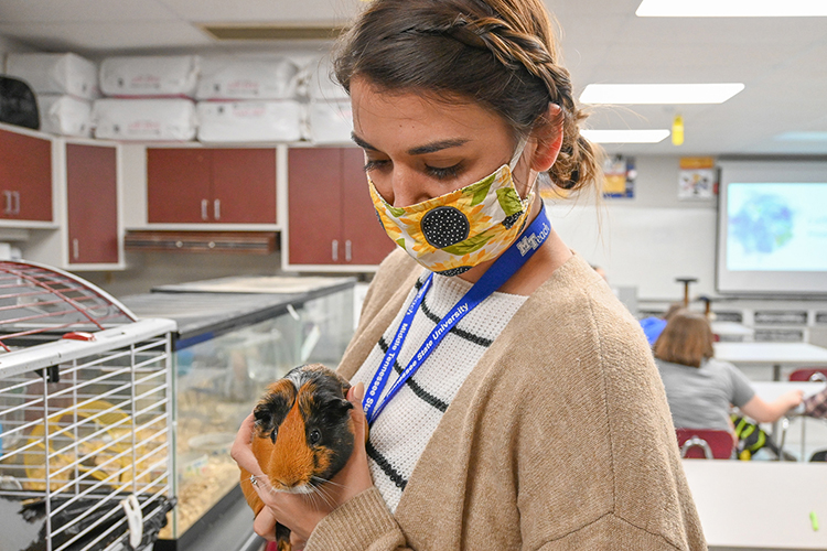 Sarah Martin, an MTSU teacher candidate student, works with a guinea pig during her student teaching semester at Eagleville High School in Eagleville, Tenn., on Oct. 14, 2020. (MTSU photo by Stephanie Barrette)