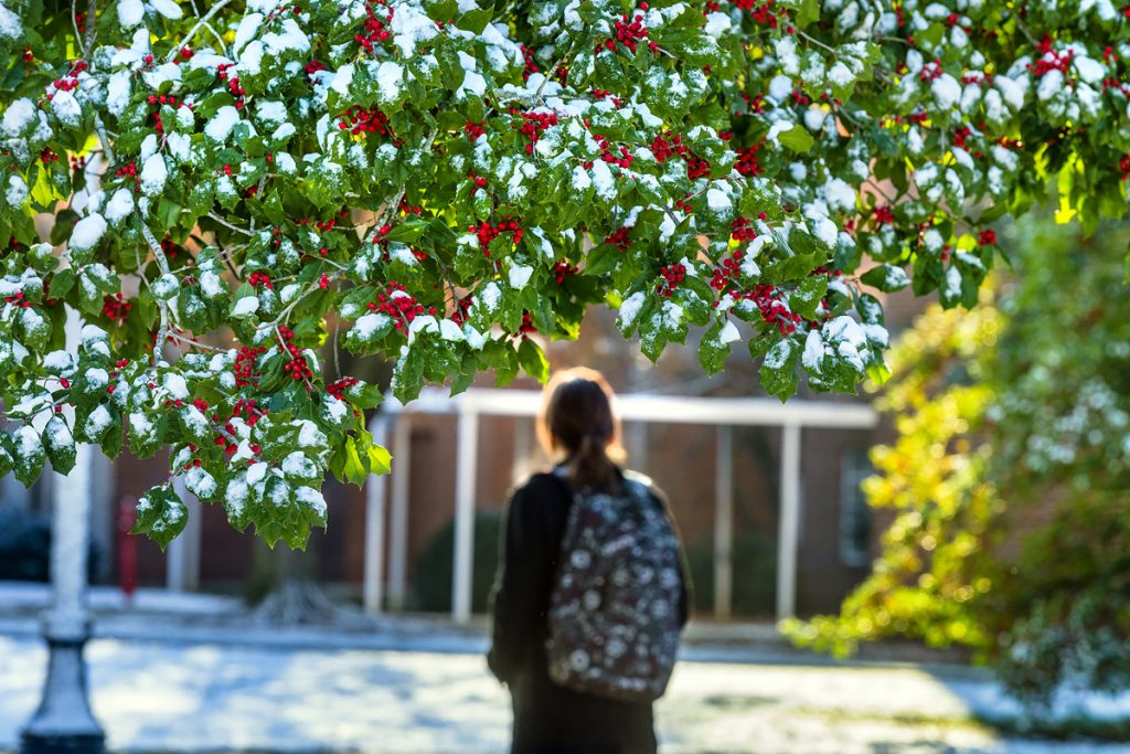 Wearing a backpack, an MTSU student walks in the snow and past a holly tree on campus. MTSU will be closed from Dec. 24 through Jan. 3, 2021, for the Christmas and New Year’s holidays. (MTSU file photo by J. Intintoli)