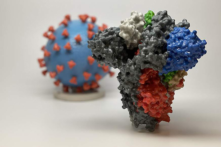This image from the National Institutes of Health shows a 3D print of a spike protein of SARS-CoV-2, the virus that causes COVID-19, in front of a 3D print of a SARS-CoV-2 virus particle. The spike protein, enlarged in the foreground to show more detail, helps the virus enter and infect human cells. On the blue surface of the virus model, the red spike proteins, shown in better size perspective to the particle, cover the virus to enable it to more easily attack cells. (image courtesy of the National Institutes of Health)