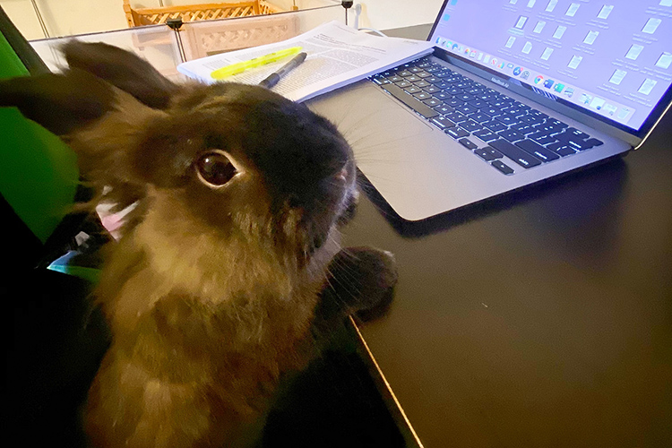 Juno the bunny belongs to current Middle Tennessee State University graduate student Jessica Landaverde. Landaverde said she is thankful to have a pet like Juno to keep her company and put a smile on her face while she studies at home. (Photo courtesy of Jessica Landaverde)