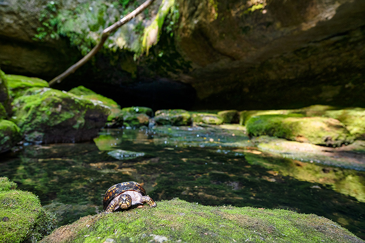 Middle Tennessee State University faculty and students collaborated to complete research on the Snail Shell Cave system in Rockvale, Tenn., that was published in the International Journal of Speleology in spring 2021. (MTSU photo by Andy Heidt)
