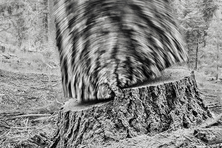 "Falling Tree #24, 2009" is part of Oregon photographer David Paul Bayles' "Falling Forest" collection, which captured the energy and stillness created by loggers felling trees. A new exhibit featuring Bayles' work, "Still, Trees," is underway through Thursday, March 17, at MTSU's Baldwin Photographic Gallery, Room 269 of the university's Bragg Media and Entertainment Building, 1735 Blue Raider Drive. (photo by David Paul Bayles)