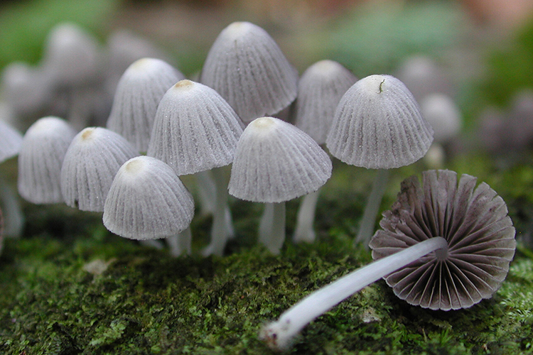 These fairy inkcap mushrooms were found growing on decomposing wood on the Polynesian island of Mo’orea. Dr. Sarah Bergemann, an MTSU professor of biology, helped to gather and analyze hundreds of samples of fungi on the island for a study published in the Journal of Biogeography. (Photo by study co-author Todd Osmundson)