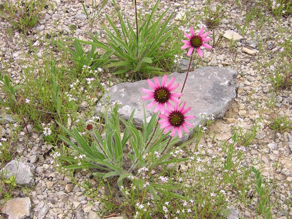 A Tennessee purple coneflower grows among the rocks in the cedar glades at Cedars of Lebanon State Park near Lebanon, Tenn. The 44th Elsie Quarterman Cedar Glade Wildlife Festival will be held Friday and Saturday, April 29-30. (File photo by the State of Tennessee)