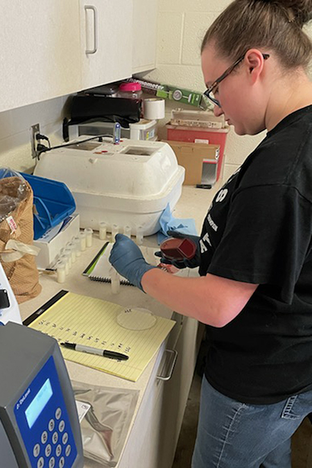 Alison Blanton, Middle Tennessee State University animal science major and undergraduate researcher, plates a raw milk sample from MTSU dairy cows to test for bacteria on campus in May 2022. (Photo courtesy of Alison Blanton)