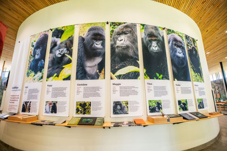This undated photo shows one of the displays featured in the Cindy Broder Conservation Gallery on the Ellen DeGeneres Campus of the Dian Fossey Gorilla Fund in Rwanda. (Photo courtesy of the Dian Fossey Gorilla Fund)
