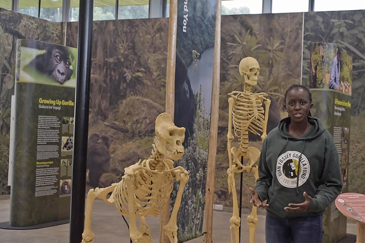 In this screen capture from a virtual tour video, Kadiara King’ai, conservation gallery manager at the Ellen DeGeneres Campus of the Dian Fossey Gorilla Fund in Rwanda, discusses the 3D-printed skeletons featured inside the campus’s Cindy Broder Conservation Gallery. (Courtesy of YouTube)