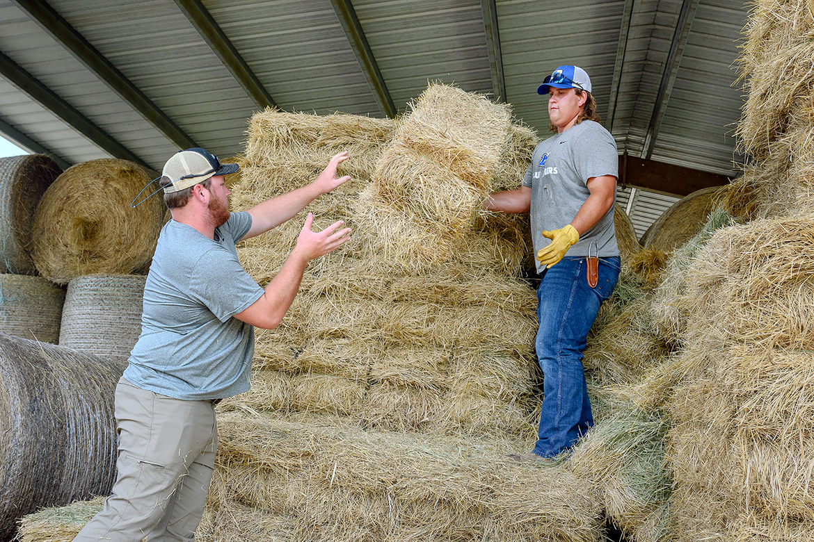 MTSU football players Wilson Kelly, left, of Danville, Ky., and Seth Falley of Haysville, Kan., stack hay bales in a barn area at the MTSU Farm and Dairy in Lascassas, Tenn. Student workers are key to the success of the farm, dairy and beef and swine units. (MTSU photo by J. Intintoli)