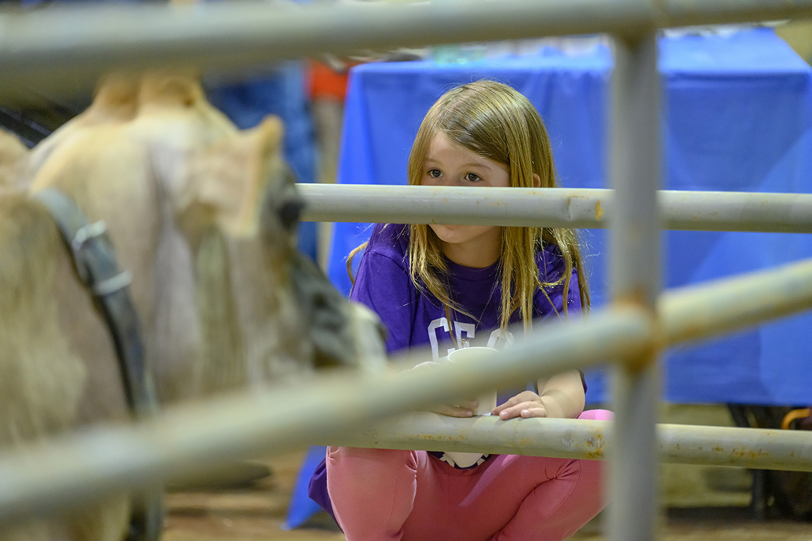 Annabelle Wood, 7, a first grader at Christiana Elementary School, holds a cup of MTSU Creamery chocolate milk while being enamored by a dairy cow during the annual Middle Tennessee State University School of Agriculture Ag Education Spring Fling Tuesday, April 11, in the Tennessee Livestock Center on campus. (MTSU photo by J. Intintoli)
