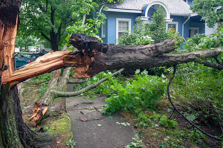 A leafy tree, partially split by high winds, blocks a portion of a sidewalk and a home's yard in a residential area in this stock image. MTSU plans to conduct its routine monthly test of its tornado sirens on its main campus and the Miller Coliseum Complex this Monday, June 5, at 11:20 a.m., weather permitting. (File image by Noel Baebler/Adobe Stock Photos)