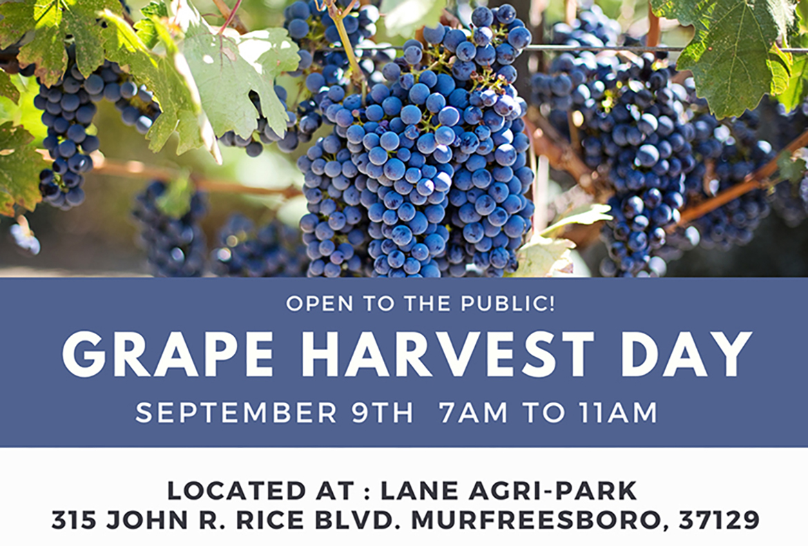 Grape Harvest Day promo graphic