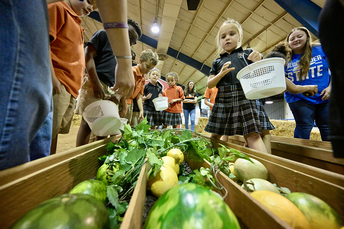 A Middle Tennessee Christian School elementary student begins to pick fruit and vegetables in the Little Acres area — one of numerous stations that were part of the April 16 School of Agriculture Ag Education Spring Fling recently at the Tennessee Livestock Center on Greenland Drive in Murfreesboro, Tenn. By day’s end, 800 youngsters discovered what farm life is like during their field trip. (MTSU photo by Andy Heidt)