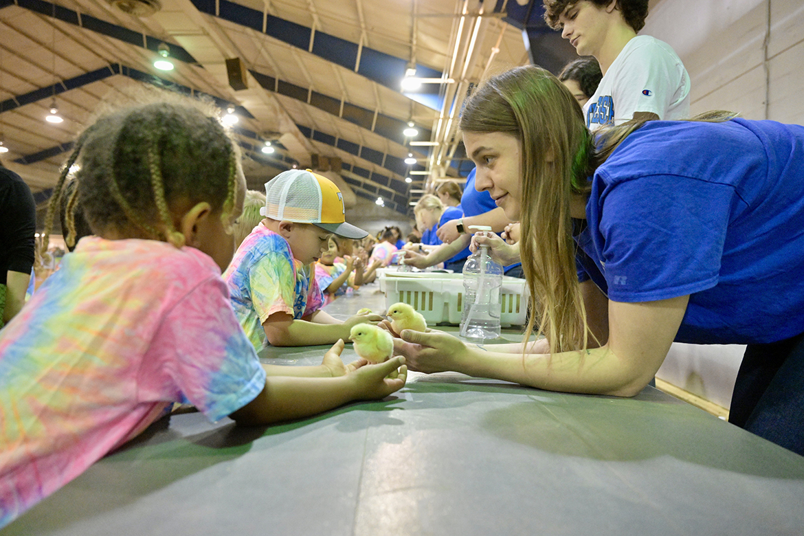 Calliope Fisher, right, of Rockvale, Tenn., helps local schoolchildren delicately hold baby chicks that were part of the annual Middle Tennessee State University School of Agriculture Ag Education Spring Fling on April 16 at the Tennessee Livestock Center on Greenland Drive in Murfreesboro, Tenn. “It was so special to watch the kids get excited about learning about farming and animal agriculture,” said Fisher, a senior pre-veterinary student and native of Guadalajara, Jalisco, Mexico. (MTSU photo by Andy Heidt)