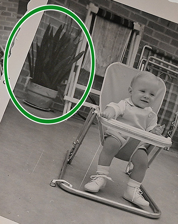 In this October 1964 childhood photo, James Hart, who is now a math professor at Middle Tennessee State University in Murfreesboro, Tenn., plays in his baby walker in front of a mother-in-law’s tongue (circled in green) at his childhood home in Little Rock, Ark. A descendant of the original plant is on display in Cope Administration Building on campus while renovations are underway in its former home at Kirksey Old Main, where Hart’s office was located. (MTSU photo by Nancy DeGennaro)