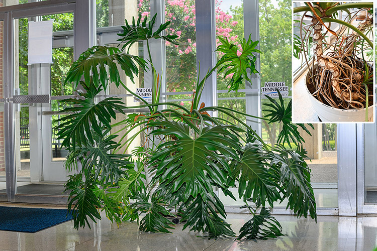 A 5-foot tree philodendron (thaumatophyllum bipinnatifidum) is on display in Cope Administration Building on the campus of Middle Tennessee State University in Murfreesboro, Tenn., and part of a collection of nearly a dozen plants on loan by math professor James Hart. The plant can wrap its snakelike roots (see inset) around tree trunks in the wild, so Hart has to redirect the quick-growing roots back into the soil. (MTSU photo by J. Intintoli)