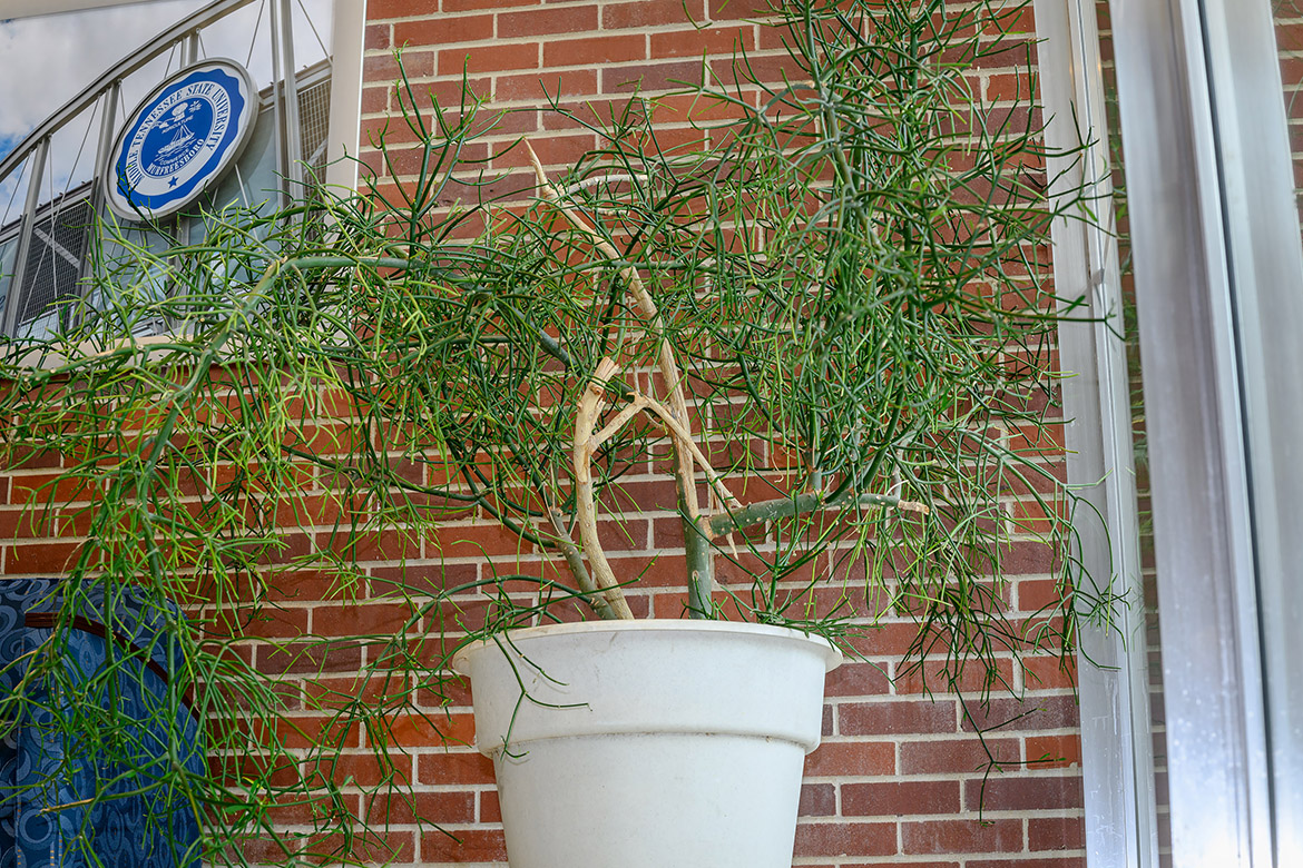 A pencil plant (euphorbia tirucalli) is on display in Cope Administration Building on the campus of Middle Tennessee State University in Murfreesboro, Tenn., and part of a collection of nearly a dozen plants on loan by math professor James Hart. (MTSU photo by J. Intintoli)