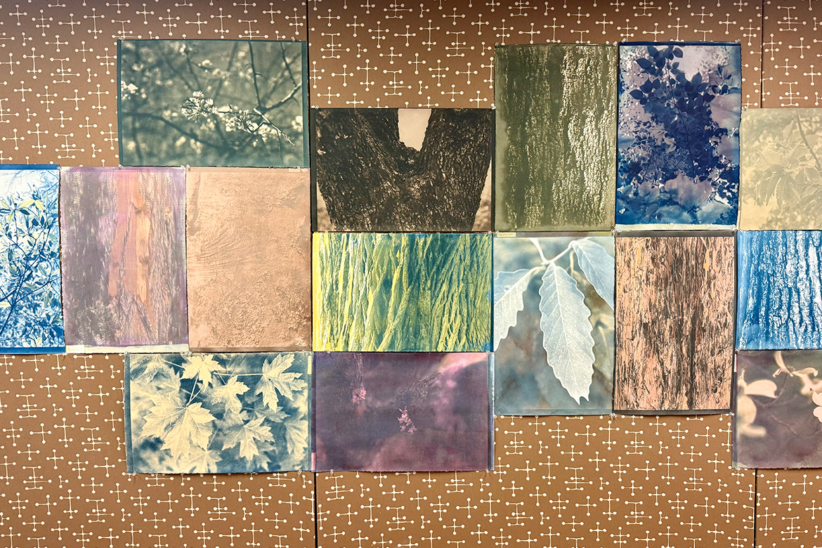 Shown here is a sampling of the thousands of photographs that Middle Tennessee State University senior biochemistry and art studio double-major Dawn Fós captured as part of her photography project that documents the more than 120 trees native to the state of Tennessee. (MTSU photo)
