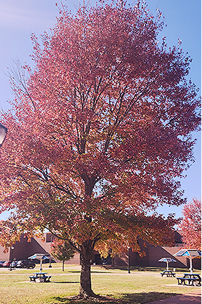 A red maple is located in front of the Paul W. Martin Sr. Honors Building on the campus of Middle Tennessee State University in Murfreesboro, Tenn. This species of tree will be available to purchase as part of the Green Interchange "Plant a Bigger Tree" initiative. (MTSU file photo)