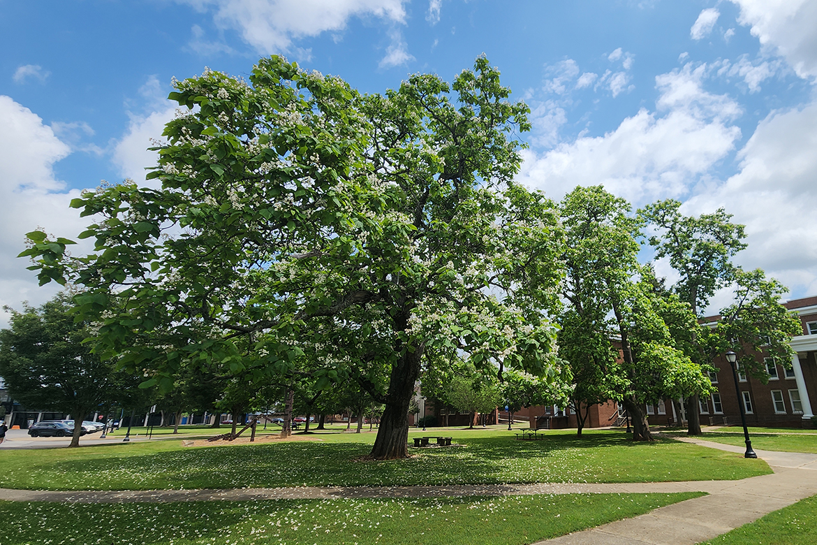 A northern catalpa tree is located just outside Jones Hall on campus at Middle Tennessee State University in Murfreesboro, Tenn. The catalpa is part of the MTSU Arboretum, which has over 70 tagged and mapped trees across the more than 500 acres of campus and was funded through the Sustainable Campus Fee. (MTSU photo by Kristin England)