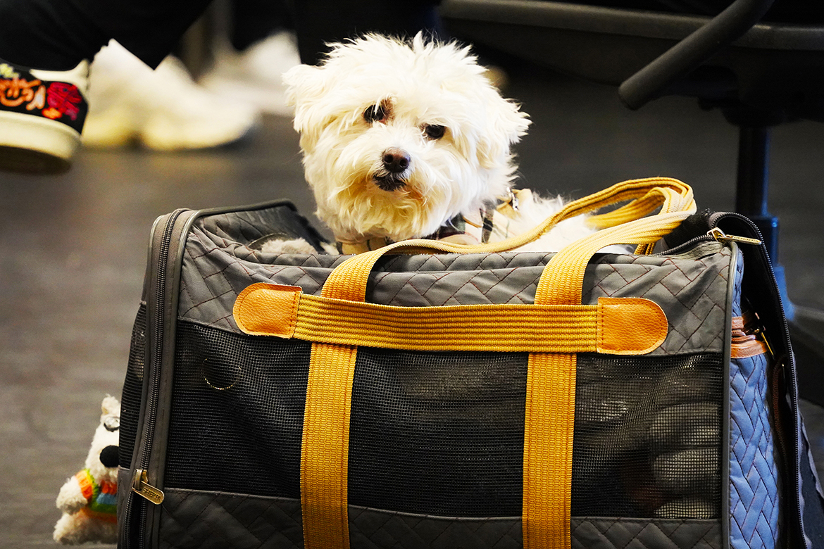 Hudson, the travel companion of Broadway performer and choreographer James Gray, sits quietly in his carrier during Gray’s audition workshop with Middle Tennessee State University theatre students in the Boutwell Dramatic Arts Building in Murfreesboro, Tenn., on Feb. 24, 2026. (MTSU photo by Mike Davis)