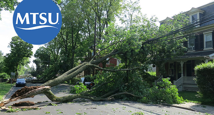 Fallen tree lying across road due to storm damage.