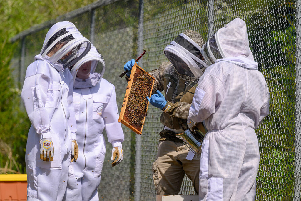 Manuel Giannoni-Guzmán, assistant professor of biology at Middle Tennessee State University in Murfreesboro, Tenn., holds a beehive frame filled with honeybees at the Bee Lab, located on the MTSU Small Farm facility in Lascassas, Tenn. He is joined at the outdoor lab by researchers Mckenna Layman, a biochemistry major from Kodak, Tenn.; alumna Noor Obeissy, a 2025 biology graduate from Murfreesboro; and Collin Clark, a graduate student from Mt. Juliet, Tenn. (MTSU photo by J. Intintoli)
