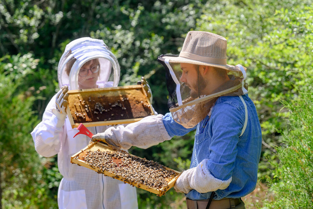 Wearing protective gear, Middle Tennessee State University molecular biosciences graduate student Jocelyn Bransford of Murfreesboro, Tenn., left, and fellow alum and research assistant Jack Huckabay search for the queen bee on a honeycomb frame at the outdoor research lab managed by MTSU assistant professor of biology Manuel Giannoni-Guzmán. The professor was awarded a $200,000 U.S. Department of Agriculture grant to study the circadian rhythm of honeybees. (MTSU photo by J. Intintoli)