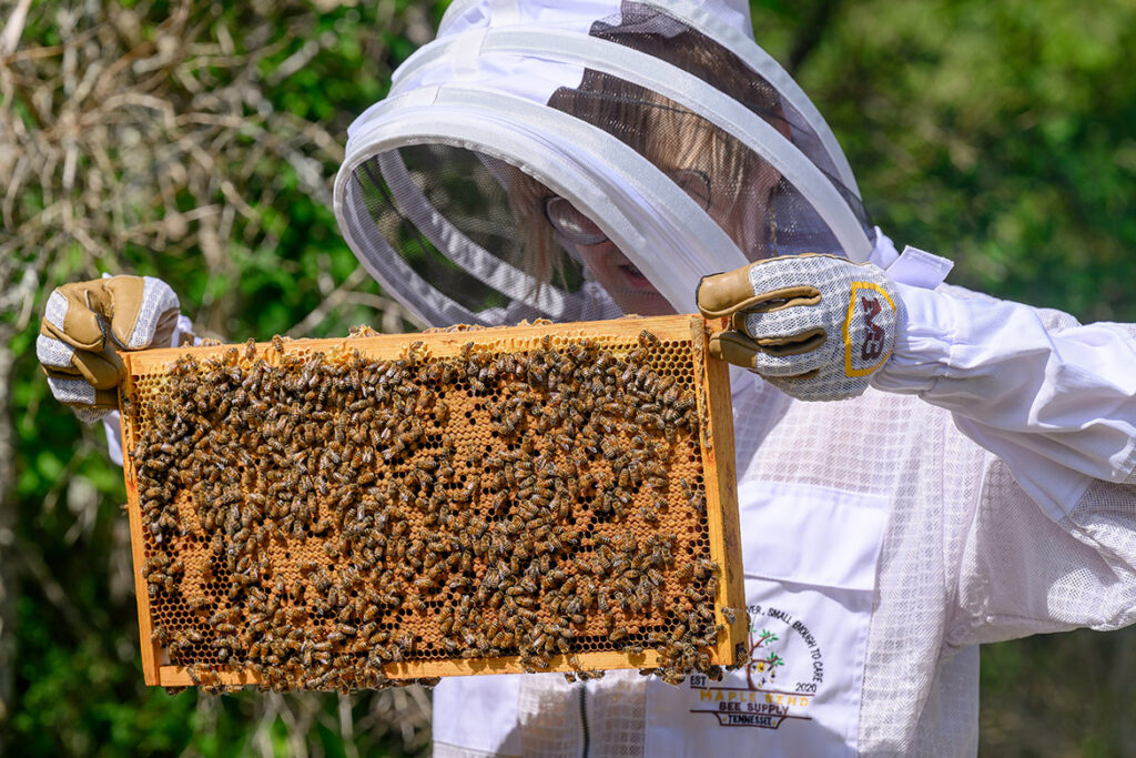 Jocelyn Bransford, a molecular bioscience graduate student at Middle Tennessee State University in Murfreesboro, Tenn., searches a beehive frame for the honeybee queen at the outdoor Bee Lab located at the MTSU Small Farm facility in Lascassas, Tenn. Bransford is one of two graduate students participating in research on the circadian rhythm of honeybees as part of a $200,000 U.S. Department of Agriculture grant garnered by MTSU assistant professor of biology Manuel Giannoni-Guzmán. (MTSU photo by J. Intintoli)