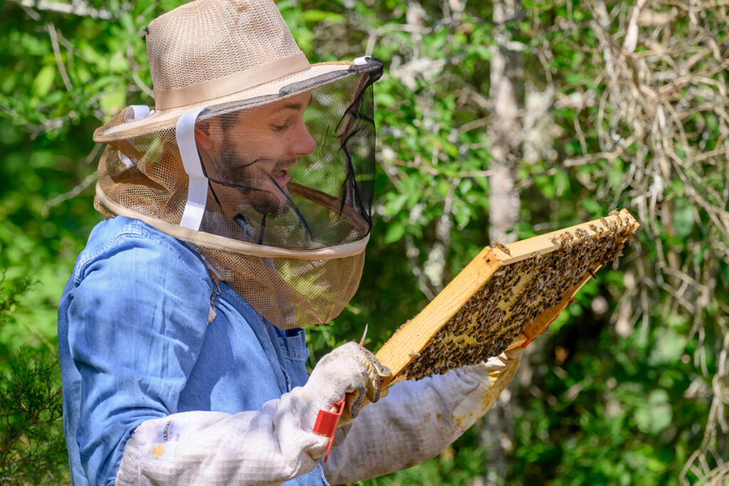 Jack Huckabay, an insect specialist/technician at Middle Tennessee State University in Murfreesboro, Tenn., searches a beehive frame for the honeybee queen at the outdoor Bee Lab located at the MTSU Small Farm facility in Lascassas, Tenn. Huckabay, a 2025 MTSU graduate, is participating in research on the circadian rhythm of honeybees as part of a $200,000 U.S. Department of Agriculture grant garnered by MTSU assistant professor of biology Manuel Giannoni-Guzmán. (MTSU photo by J. Intintoli)