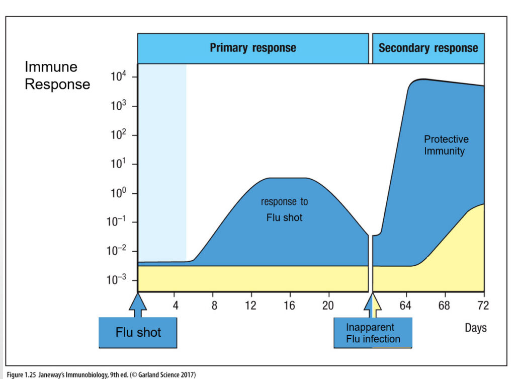 This graphic, adapted from Janeway Immunobiology, illustrates, in blue, the more effective protective response of the immune system after the flu shot, contrasted in yellow with the lesser protective response without the flu shot. (Submitted)